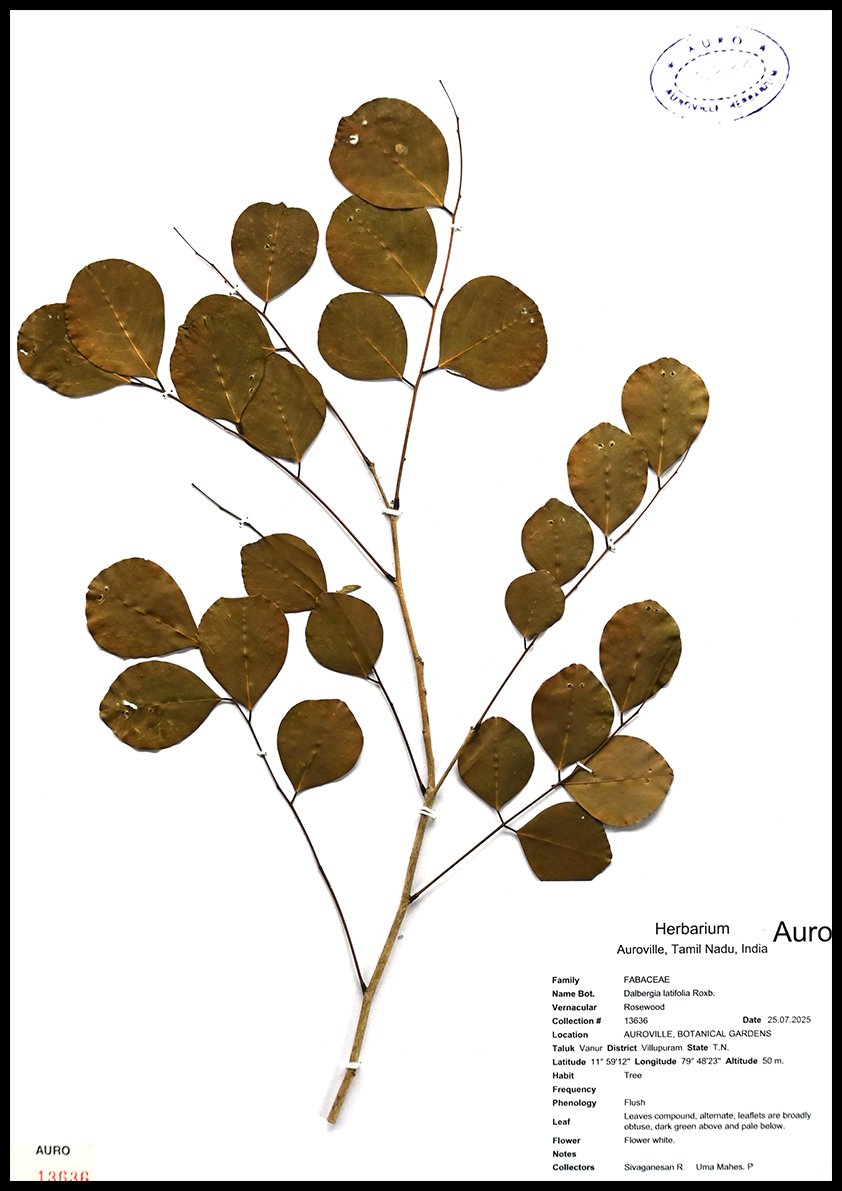 Dry herbarium images